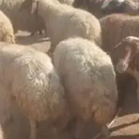 فروش میش ابستن وبره نر