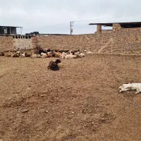 کارگر دامداری