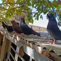 کبوتر صرب|پرنده|سمیرم, |دیوار