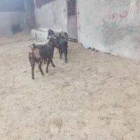 چپش|حیوانات مزرعه|بروجرد, |دیوار