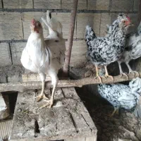 مرغ و خروس گلین طوسی چهل تاج ریش کاکل فول|حیوانات مزرعه|اصفهان, بهارستان|دیوار