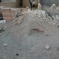 بره.وچپش آلپایین|حیوانات مزرعه|اردکان, |دیوار