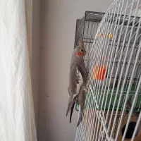 عروس هلندی|پرنده|اردبیل, |دیوار