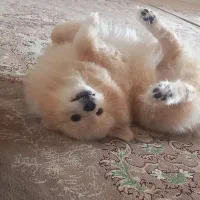 سگ پامر خرسی