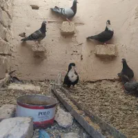 کبوتر