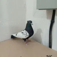 سینه سیاه کاکلی نر