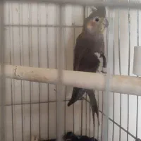 عروس هلندی باچهارتا جوجه پانزده روزه