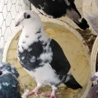 کبوتر|پرنده|نیریز, |دیوار