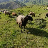 قوچ|حیوانات مزرعه|مریوان, |دیوار