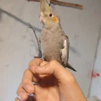 عروس هلندی نر کاملا دستی