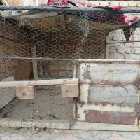 قفس مناسب همه چی