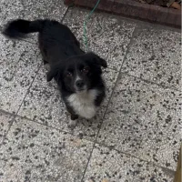 سگ پاکوتاه نر|سگ|قائم‌شهر, |دیوار