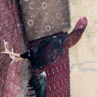 خروس لاری اصیل