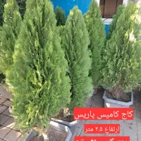 یاس هلندی|گل و گیاه طبیعی|تهران, مجیدیه|دیوار