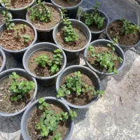 گیاه پرپینی