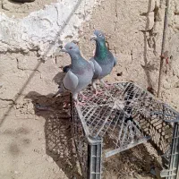 نره|پرنده|زهک, |دیوار