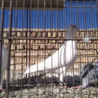 کبوتر گرفتنی صید بار کبوتر|پرنده|نیشابور, کوی یغما|دیوار