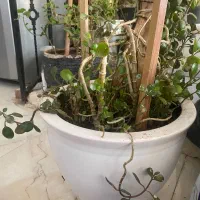 گل و گلدان|گل و گیاه طبیعی|شیراز, فرهنگ شهر|دیوار