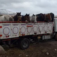 خریدوفروش اسب پالانی وبارکش