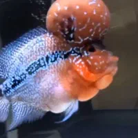 فلاور رددراگون