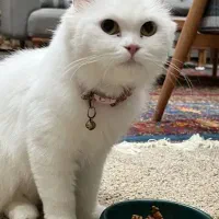 گمشده|حیوانات|خمین, |دیوار