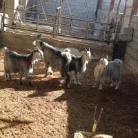 بزغاله سبز مال گله داری|حیوانات مزرعه|نجفآباد, مزرعه طالب|دیوار