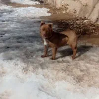 توله سگ پاکوتاه نر5 ماه قیمت یک میلیون نیم