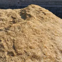 کاه گندم
