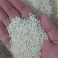 برنج طارم هاشمی رشت(درجه1)