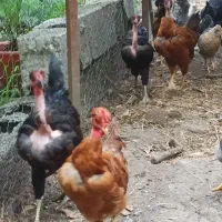 جوجه گردن لخت و کاکلی
