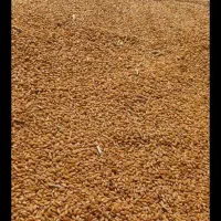 خریداری وف وش گندم وجو