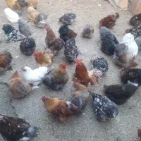 مرغ و خروس کوشین