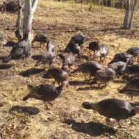 41 قطعه بوقلمون نر و ماده  1500.000