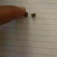 مهره افعی|بدلیجات|بوشهر, |دیوار