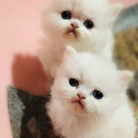 گربه|گربه|تبریز, |دیوار
