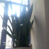 گل اپارتمانی