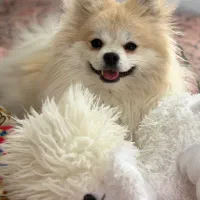 سگ پامر روباهی