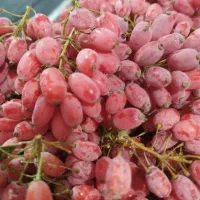 زرشک دانه شده با دست بدون دم وبرگ کیلویی240|خوردنی و آشامیدنی|تهران, ترمینال جنوب|دیوار