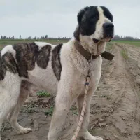 سگ افغانی|سگ|مینودشت, |دیوار