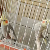 عروس هلندی جفت با تخم