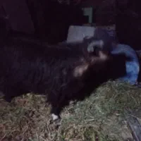 بز و تروشک|حیوانات مزرعه|تفتان, |دیوار