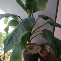 فروش گل