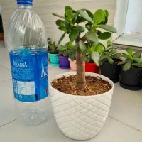 کراسولا یشم|گل و گیاه طبیعی|تبریز, |دیوار