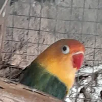 طوطی برزیلی