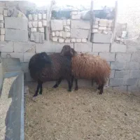 گوسفند بره نر