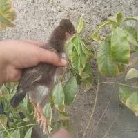 جوجه های کاکلی