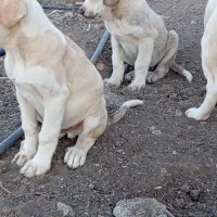 دزدیده شدن سه توله پشدر عراقی|سگ|مهاباد (آذربایجان غربی), |دیوار