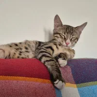 واگذاری گربه رایگان