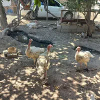 بوقلمون