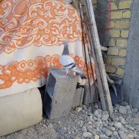 کبوتر|پرنده|فسا, |دیوار